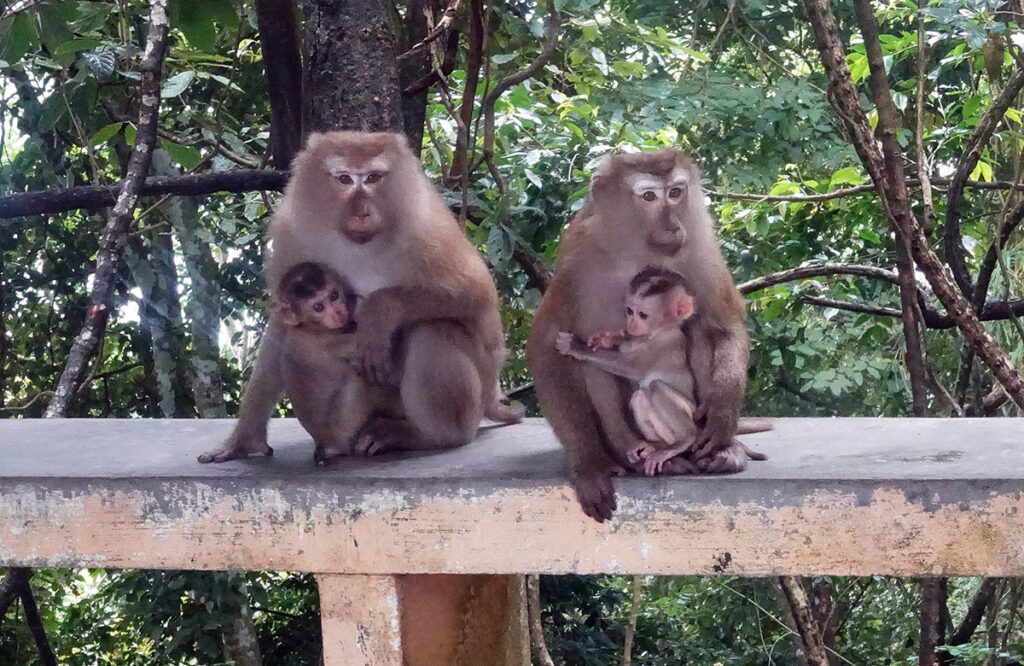 See Crab Eating Macaque Monkeys