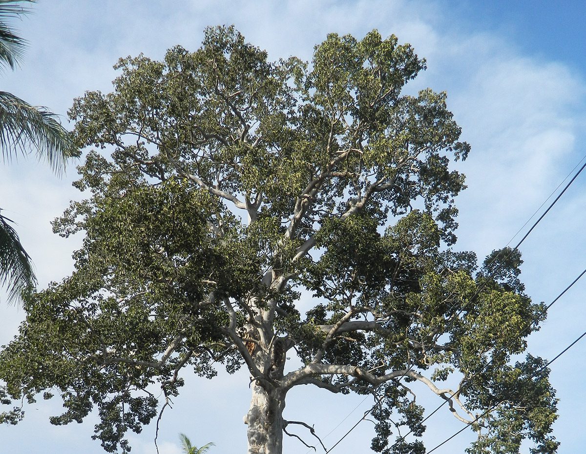 Biggest Tree on Koh Phangan