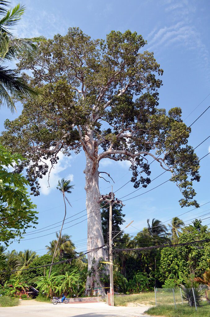 Biggest Tree Koh Phangan