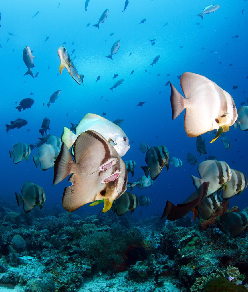 Diving Sail Rock