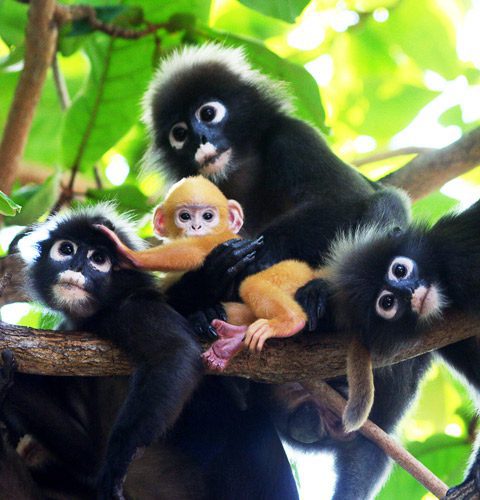Wildlife at Angthong
