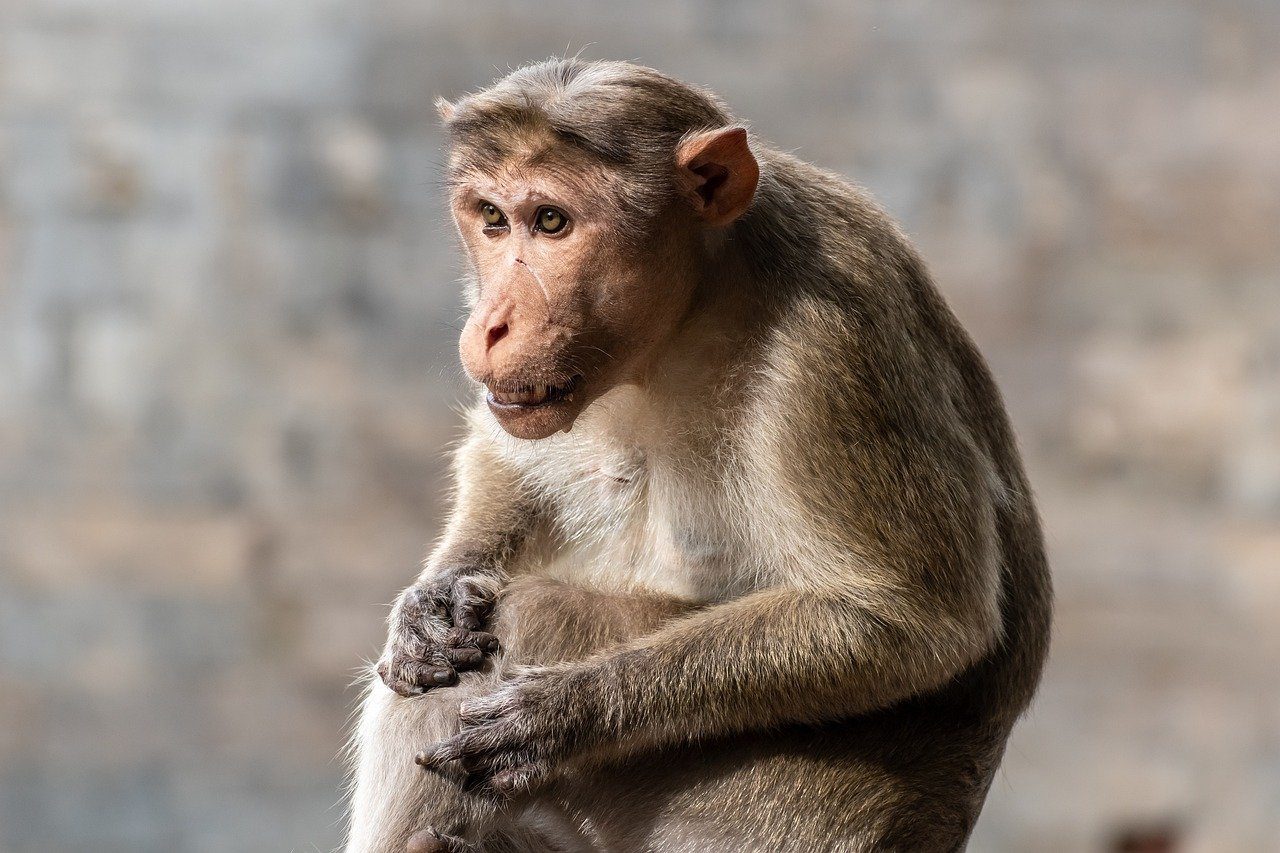 Crab Eating Macaque Monkeys