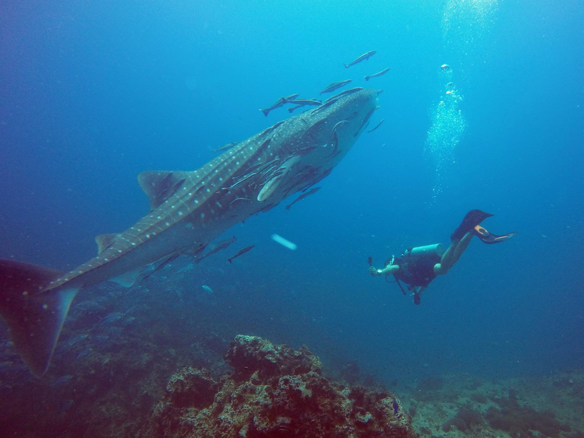 Haad Yao Divers Koh Phangan